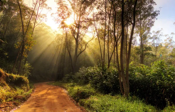 Картинка дорога, зелень, лес, деревья, лучи солнца, кусты