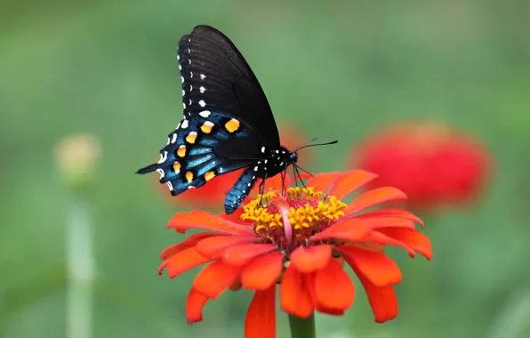 Цветок, бабочка, крылья, лепестки, мотылек