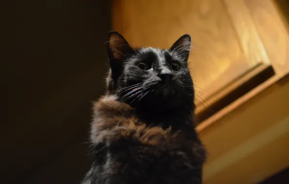 Картинка кот, взгляд, фон, черный, кошак, котяра
