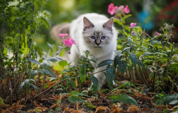 Кошка, лето, кот, взгляд, листья, цветы, природа, котенок
