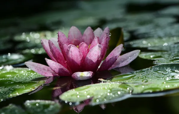 Макро, цветы, природа, боке, нимфея, капли дождя, водяная лилия