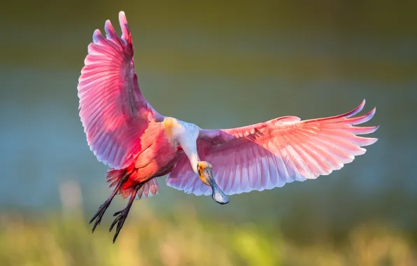 Птица, крылья, полёт, ибис, розовая колпица