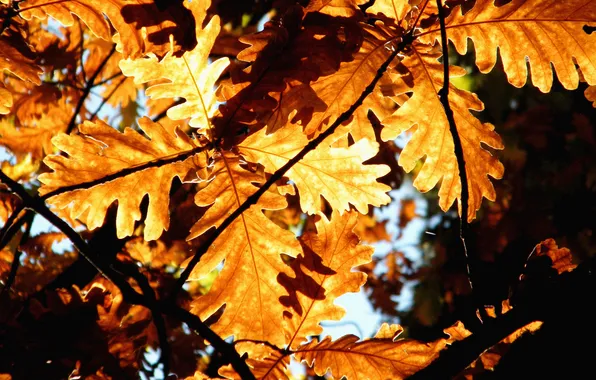 Картинка осень, листья, макро, природа, листва, листки, осенние картинки