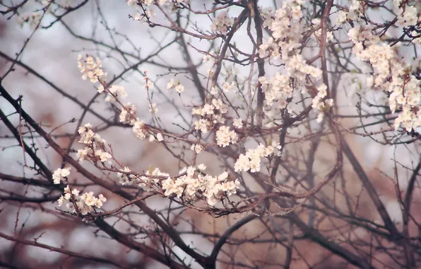 Картинка дерево, весна, цветет