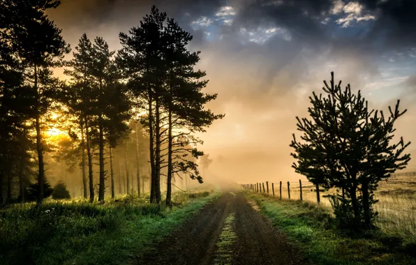 Картинка дорога, свет, природа, туман, утро