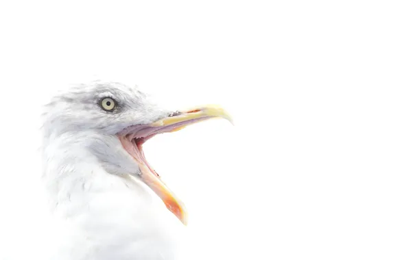 Картинка bird, eye, beak, herring gull