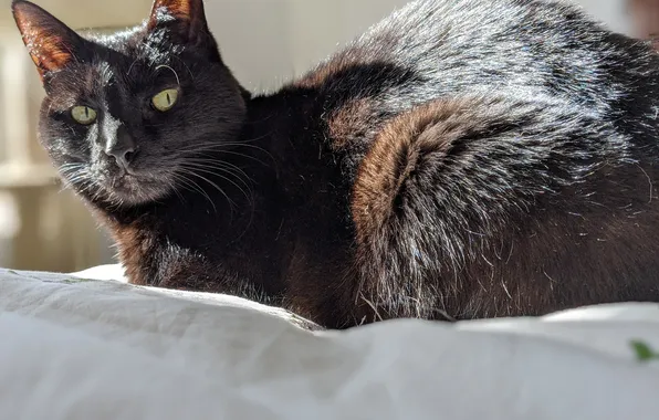 Кошка, кот, чёрный кот