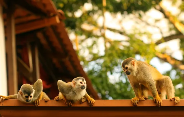 Крыша, семья, обезьяны