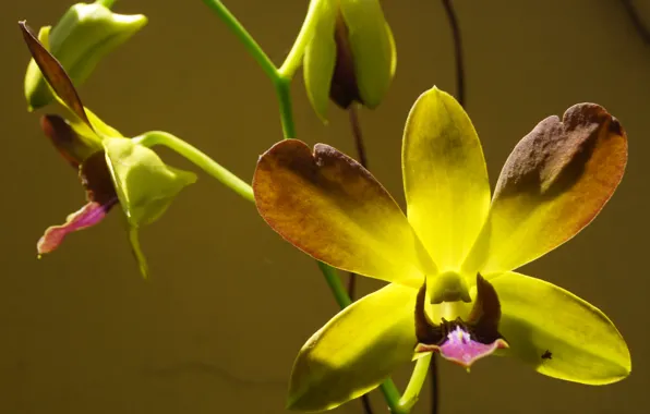 Flowers, macro, orchid