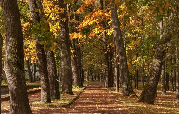 Осень, деревья, парк, Санкт-Петербург, Россия, Nevskaya Guba