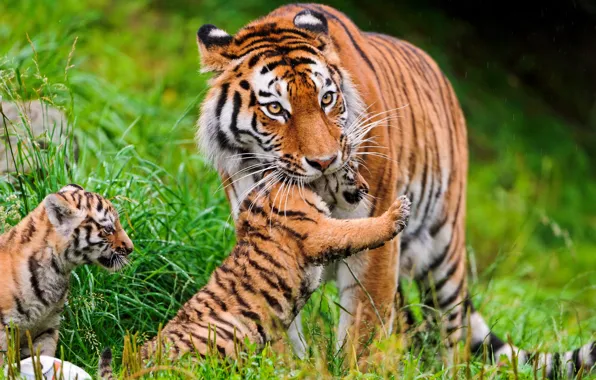 Картинка трава, кошки, тигры, тигренок, семейство, амурский, ©Tambako The Jaguar