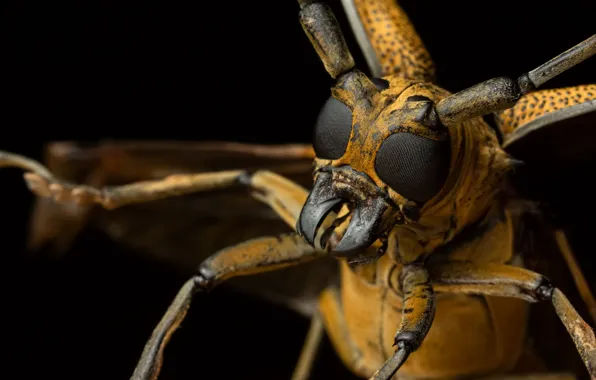 Жук, насекомое, Longhorn beetle, Усачи