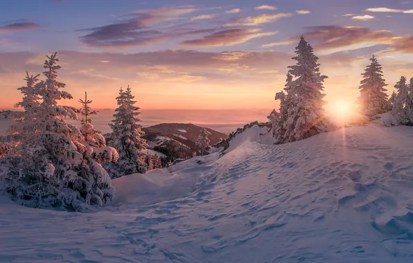 Картинка зима, снег, деревья, закат, ели, сугробы