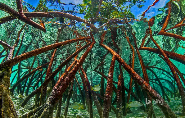 Картинка вода, деревья, Багамы, Staniel Cay, 6мангровые заросли, Экзумас