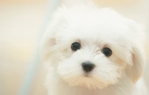 Собака, щенок, white, белые, sad, puppy, dog, cute