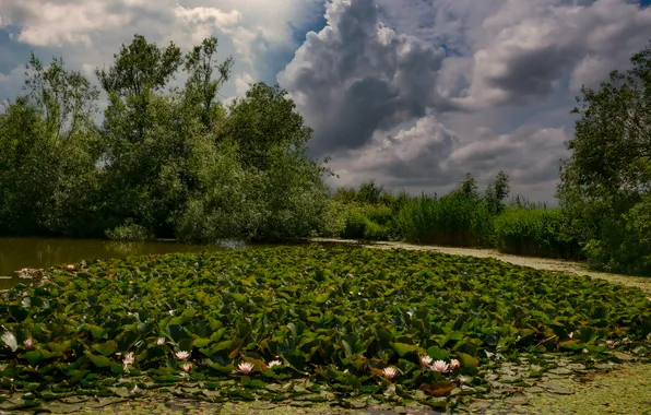 Картинка облака, деревья, водоем, фиалки, Перед грозой, Елена Брежицкая