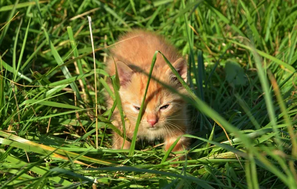 Кошка, трава, свет, природа, поза, котенок, поляна, малыш