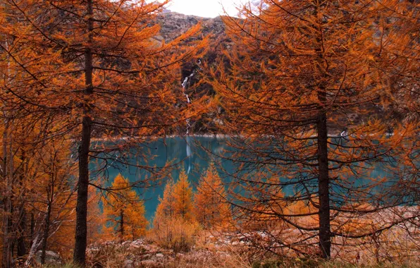 Картинка осень, лес, деревья, горы, природа, озеро, forest, Nature