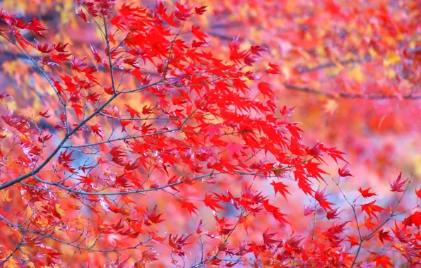 Картинка листья, ветки, дерево, яркие, Осень, красные