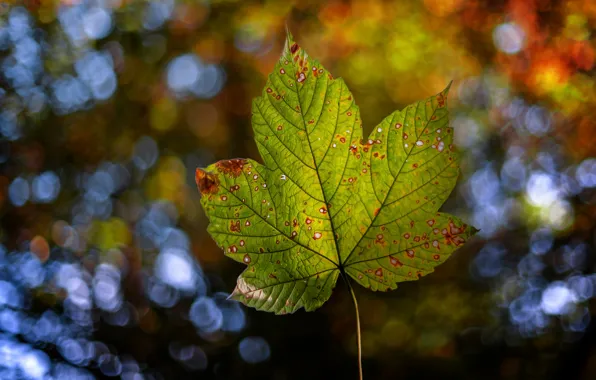 Осень, природа, лист, боке