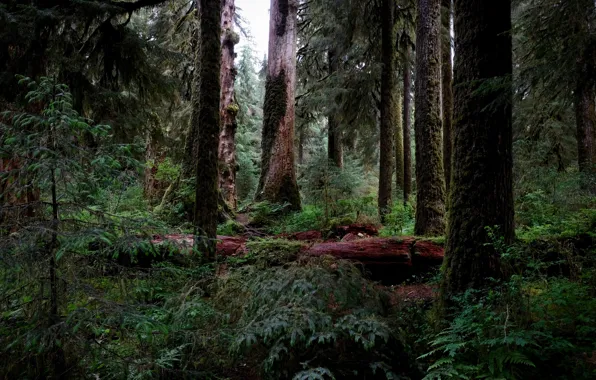 Картинка лес, деревья, природа, США, Hoh Rainforest