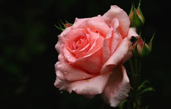 Картинка цветок, капли, темный фон, розовая, роза, бутоны, одна