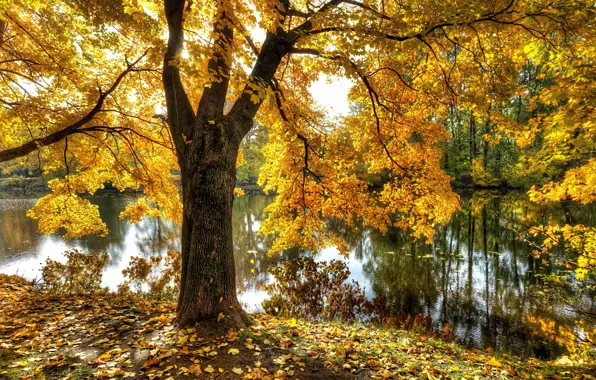 Осень, пруд, парк, Санкт-Петербург, Екатерингоф