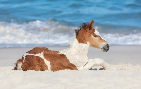 Песок, океан, лошадка, жеребёнок