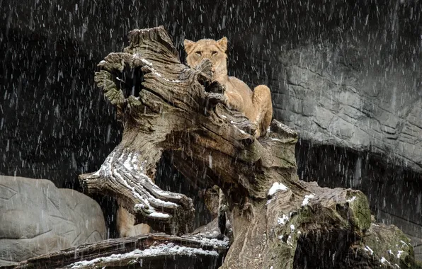Картинка морда, хищник, лев, бревно, львица, дикая кошка, снегопад