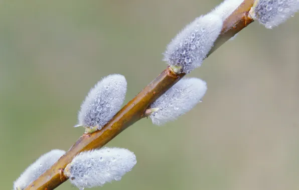 Spring, twig, base kitten