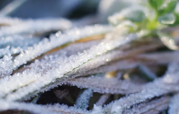 Winter, plant, cold, hoarfrost
