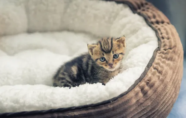 Кошка, котенок, серый, малыш, мех, полосатый, лежанка, табби