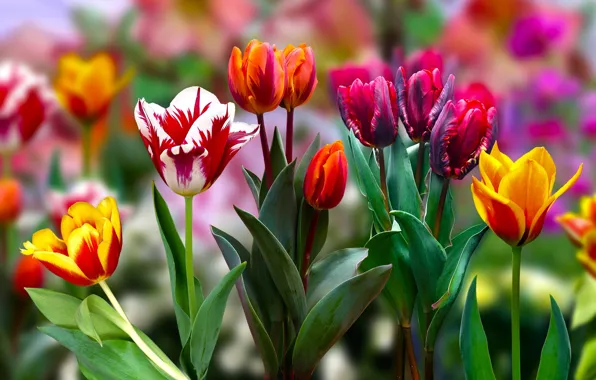 Rozmycie, Tulipany, Kwiaty
