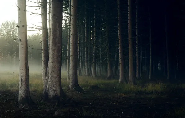 Лес, природа, туман