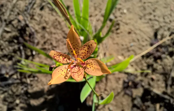 Green, earth, Flower, yellow, pink, brown, orange, Orchid