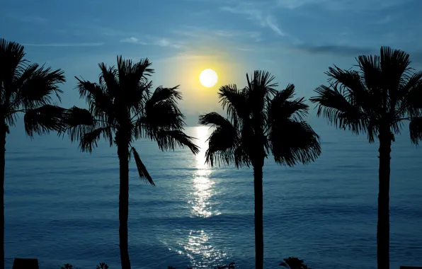 Sea, sun, palm trees