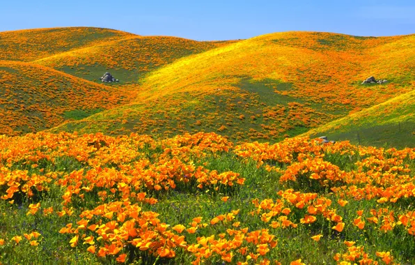Небо, цветы, холмы, маки, США, заказник, Антелоп Вэлли Калифорния Поппи Резерв