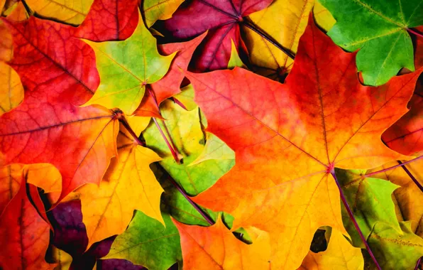 Картинка осень, листья, природа, nature, autumn, leaves