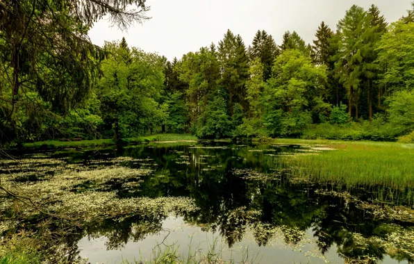 Картинка зелень, лес, лето, деревья, водоросли, озеро, пруд, отражение
