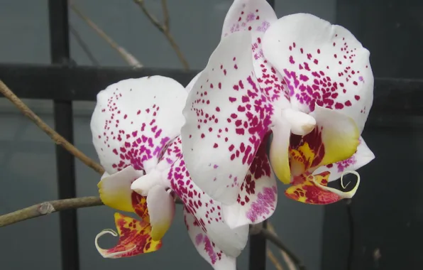 Flower, macro, phalaenopsis, plant, petals