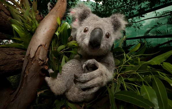 Картинка Австралия, Australia, Коала, Koalas, Koala, Австралийский зоопарк Брисбена, Wildlife Hospital, Больница дикой природы