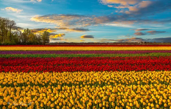 Картинка поле, цветы, весна, тюльпаны