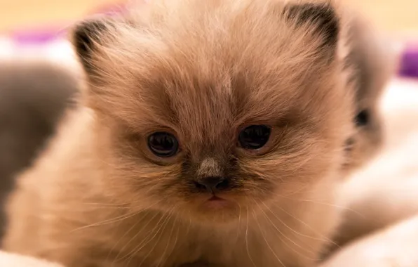 Кошка, взгляд, крупный план, котенок, портрет, малыш, мордочка, боке