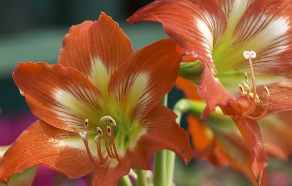 Macro, orange, lilies