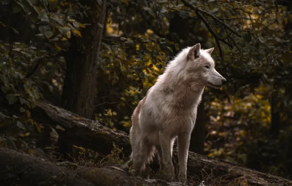 Картинка nature, snow, predator, face, animal, wolf, wildlife, portrait