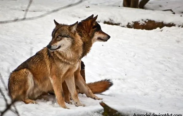 Картинка nature, predator, animal, wolf, wildlife, portrait, portrait., Canis lupus. face