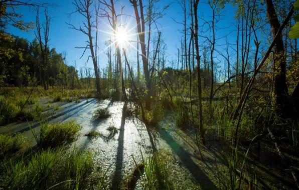 Forest, nature, tree, sun, woods, marsh, swamp