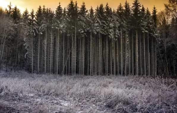 Картинка зима, лес, природа