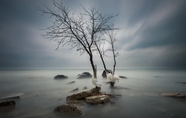 Картинка море, дерево, лёд