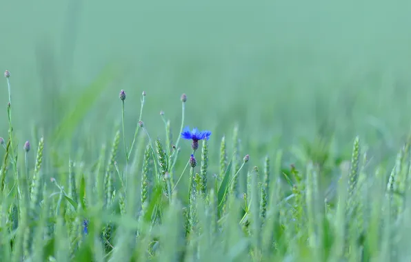 Картинка поле, цветок, трава, луг